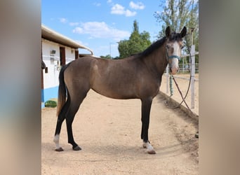 Lusitano, Merrie, 3 Jaar, Schimmel