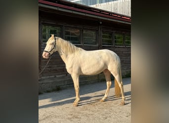 Lusitano, Merrie, 4 Jaar, 152 cm, Cremello