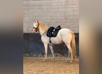 Lusitano, Merrie, 4 Jaar, 152 cm, Cremello