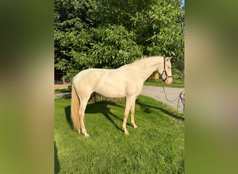 Lusitano, Merrie, 4 Jaar, 152 cm, Cremello