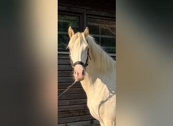 Lusitano, Merrie, 4 Jaar, 152 cm, Cremello