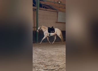 Lusitano, Merrie, 4 Jaar, 152 cm, Cremello