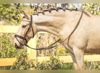 Lusitano, Merrie, 4 Jaar, 153 cm, Buckskin