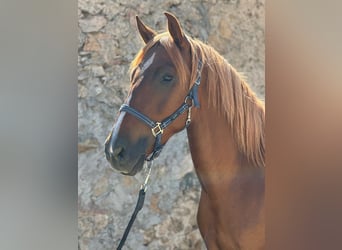 Lusitano, Merrie, 4 Jaar, 153 cm, Vos