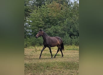 Lusitano, Merrie, 4 Jaar, 155 cm, Bruin
