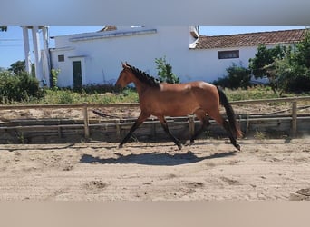 Lusitano, Merrie, 4 Jaar, 156 cm, Roodbruin