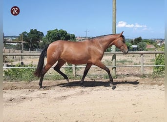 Lusitano, Merrie, 4 Jaar, 156 cm, Roodbruin