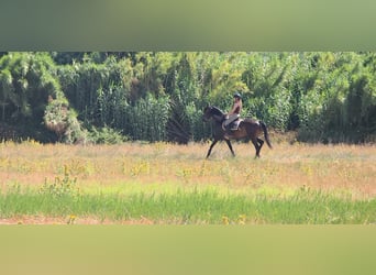 Lusitano, Merrie, 4 Jaar, 158 cm, Donkerbruin