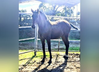 Lusitano, Merrie, 4 Jaar, 158 cm, Falbe