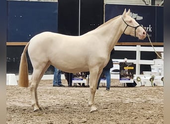 Lusitano, Merrie, 4 Jaar, 159 cm, Pearl