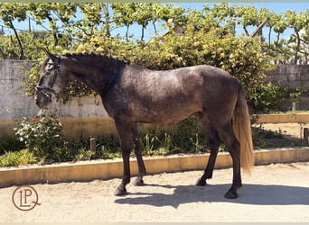 Lusitano, Merrie, 4 Jaar, 160 cm, Zwartschimmel