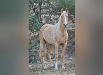 Lusitano Mix, Merrie, 4 Jaar, 161 cm, Palomino