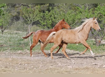Lusitano Mix, Merrie, 4 Jaar, 161 cm, Palomino