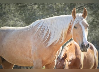 Lusitano Mix, Merrie, 4 Jaar, 161 cm, Palomino