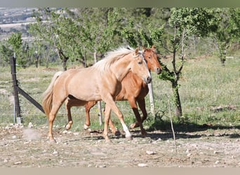 Lusitano Mix, Merrie, 4 Jaar, 161 cm, Palomino