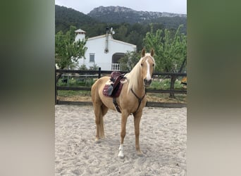Lusitano Mix, Merrie, 4 Jaar, 161 cm, Palomino