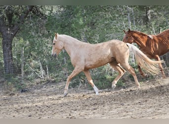 Lusitano Mix, Merrie, 4 Jaar, 161 cm, Palomino
