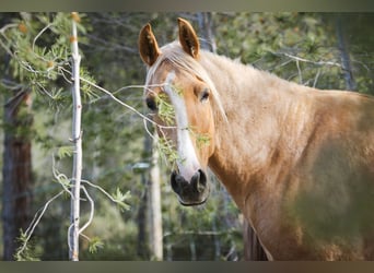 Lusitano Mix, Merrie, 4 Jaar, 161 cm, Palomino