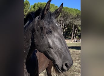 Lusitano, Merrie, 4 Jaar, 161 cm, Zwart
