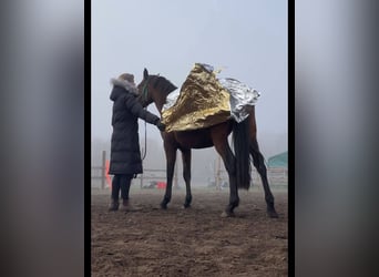 Lusitano, Merrie, 4 Jaar, 162 cm, Bruin