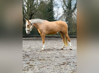 Lusitano, Merrie, 4 Jaar, 162 cm, Palomino