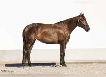 Lusitano, Merrie, 4 Jaar, 162 cm, Zwart
