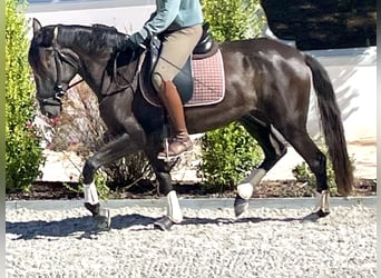 Lusitano, Merrie, 4 Jaar, 162 cm, Zwart