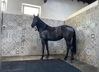 Lusitano, Merrie, 4 Jaar, 162 cm, Zwart