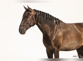 Lusitano, Merrie, 4 Jaar, 162 cm, Zwart