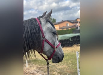 Lusitano, Merrie, 4 Jaar, 164 cm, Appelschimmel