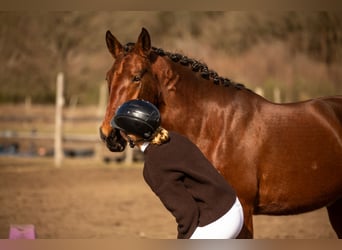 Lusitano, Merrie, 4 Jaar, 164 cm, Bruin