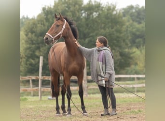 Lusitano, Merrie, 4 Jaar, 164 cm, Bruin