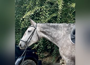 Lusitano, Merrie, 4 Jaar, 164 cm, Schimmel