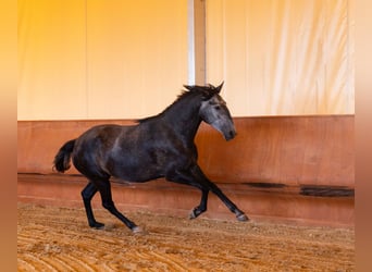 Lusitano, Merrie, 4 Jaar, 164 cm, Schimmel