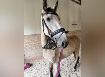 Lusitano, Merrie, 4 Jaar, 166 cm, Falbe