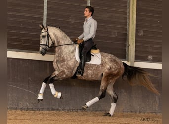 Lusitano, Merrie, 4 Jaar, 166 cm, Schimmel