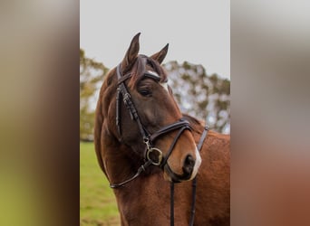 Lusitano, Merrie, 4 Jaar, Bruin
