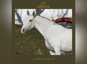 Lusitano, Merrie, 4 Jaar, Schimmel
