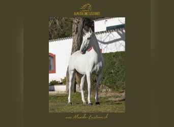 Lusitano, Merrie, 4 Jaar, Schimmel