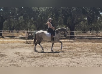 Lusitano, Merrie, 5 Jaar, 150 cm, kan schimmel zijn