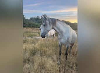 Lusitano, Merrie, 5 Jaar, 150 cm, kan schimmel zijn