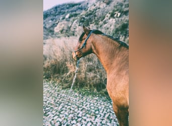 Lusitano Mix, Merrie, 5 Jaar, 155 cm, Buckskin