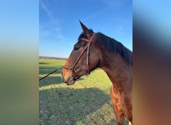 Lusitano, Merrie, 5 Jaar, 156 cm, Bruin