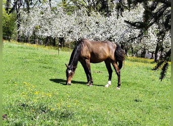 Lusitano, Merrie, 5 Jaar, 156 cm, Bruin