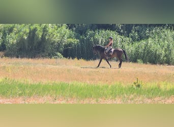Lusitano, Merrie, 5 Jaar, 158 cm, Donkerbruin