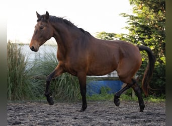 Lusitano, Merrie, 5 Jaar, 160 cm, Bruin