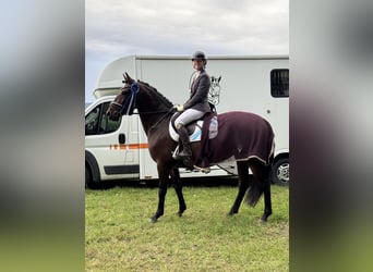 Lusitano, Merrie, 5 Jaar, 160 cm, Bruin