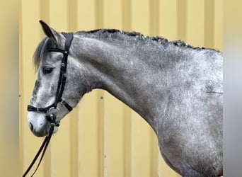 Lusitano, Merrie, 5 Jaar, 160 cm, Zwartschimmel