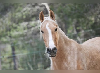 Lusitano Mix, Merrie, 5 Jaar, 161 cm, Palomino