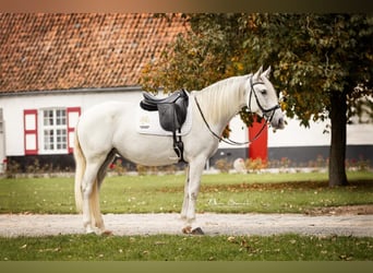 Lusitano, Merrie, 5 Jaar, 161 cm, Schimmel